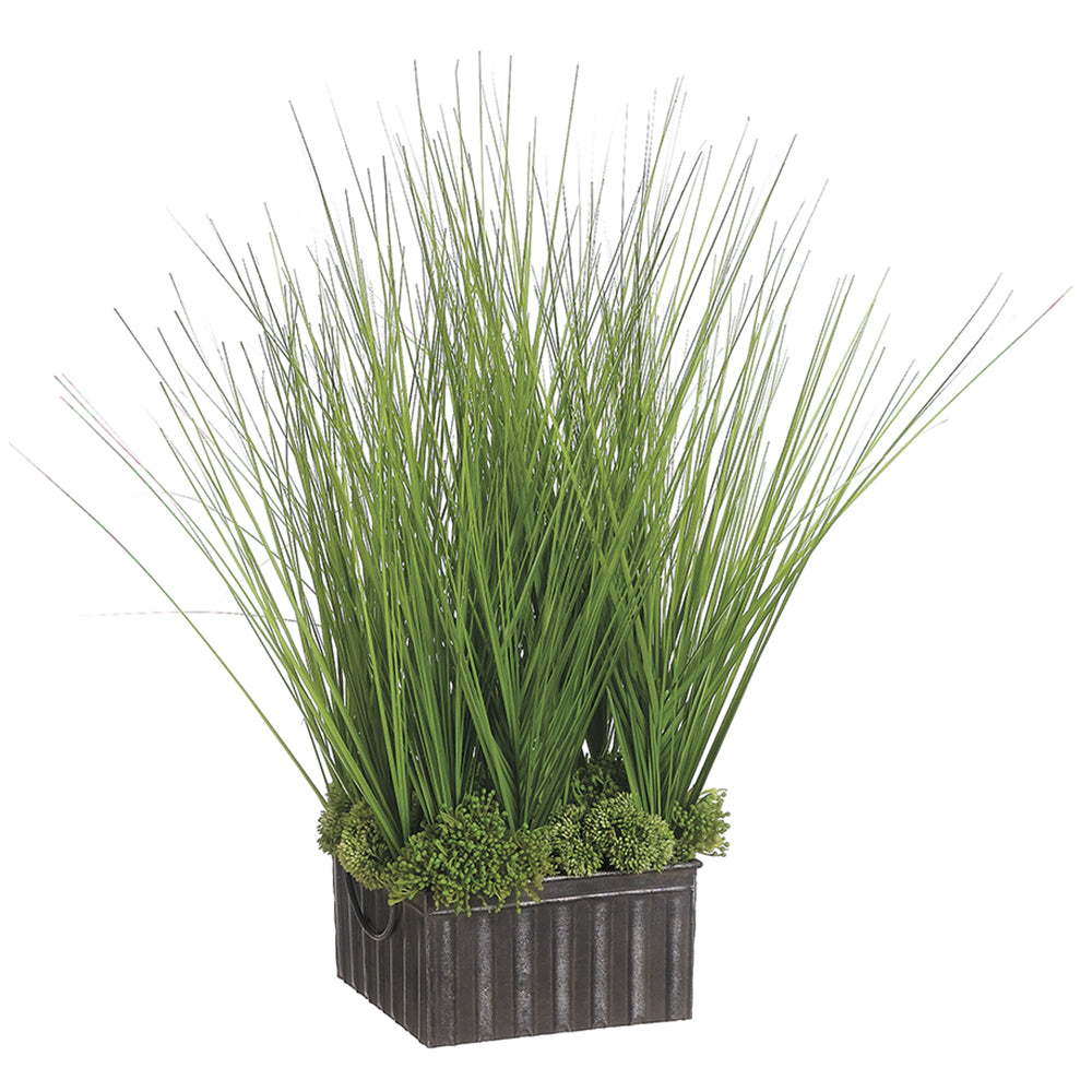Ornamental Grass Plants