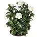 24" UV-Proof Outdoor Artificial Gardenia Flower Bush -White (pack of 4) - A0690
