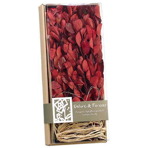 17"x7" Preserved Assorted Tea Leaf In Box -Red (pack of 4) - APS098-RE