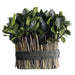 8" Preserved Tea Leaf Standing Bundle Topiary Plant (pack of 6) - APS200-GR