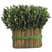 11.5" Preserved Boxwood Standing Bundle Topiary Plant (pack of 2) - APS220-GR