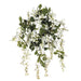 31" Silk Wisteria Hanging Flower Bush -Cream/White (pack of 6) - FBW911-CR/WH