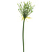 28" Agapanthus Bud Artificial Flower Stem -Cream/Green (pack of 12) - FSA028-CR/GR