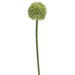 21" Silk Allium Flower Spray -Light Green (pack of 24) - FSA399-GR/LT