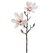 25" Silk Magnolia Bud Flower Spray -Cream/White (pack of 12) - FSM778-CR/PK