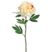 27" Silk Pearl Peony Flower Spray -Cream/Rubrum (pack of 12) - FSP733-CR/RB