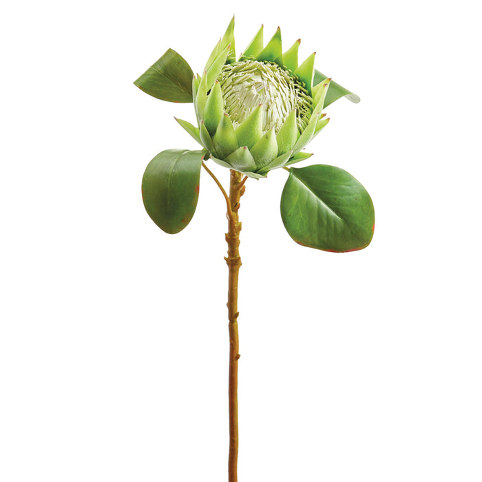 26" Queen Protea Silk Flower Stem -Green/Cream (pack of 12) - HSP005-GR/CR