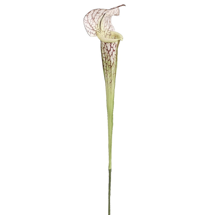 28" Handwrapped Silk Pitcher Plant Flower Spray -Cream/Burgundy (pack of 12) - HSP143-CR/BU