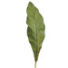 25" Silk Bird's Nest Fern Leaf Stem -Green (pack of 12) - JTL173-GR