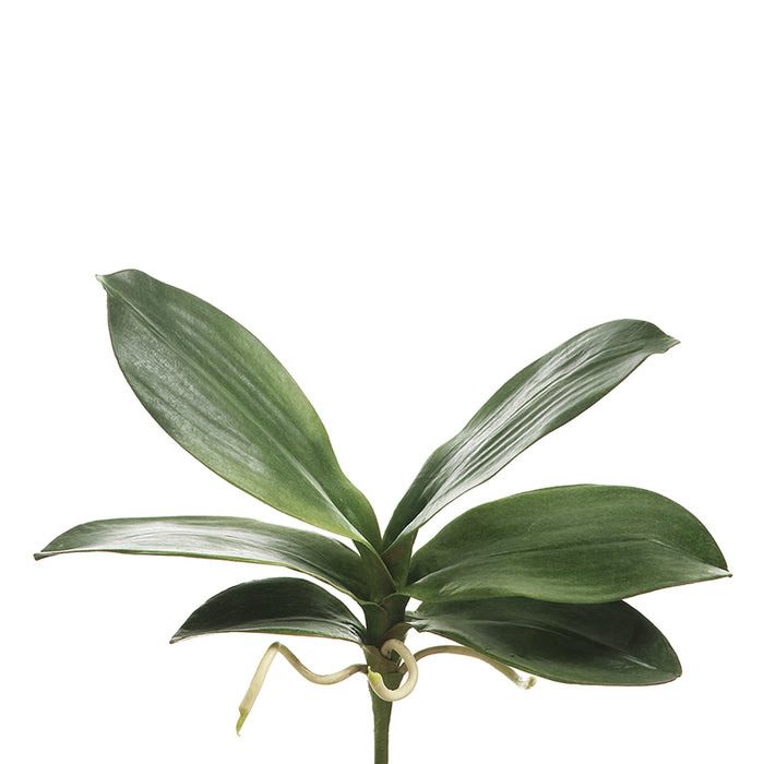 8" Silk Phalaenopsis Orchid Leaf Plant Stem -Green (pack of 12) - JYL030-GR