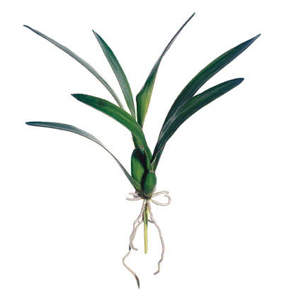 18" Silk Dancing Orchid Leaf Plant Stem -Green (pack of 12) - JYL822-GR