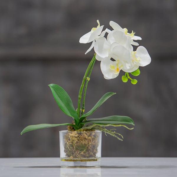 13" Phalaenopsis Orchid Silk Flower Arrangement -White - LFO198-WH