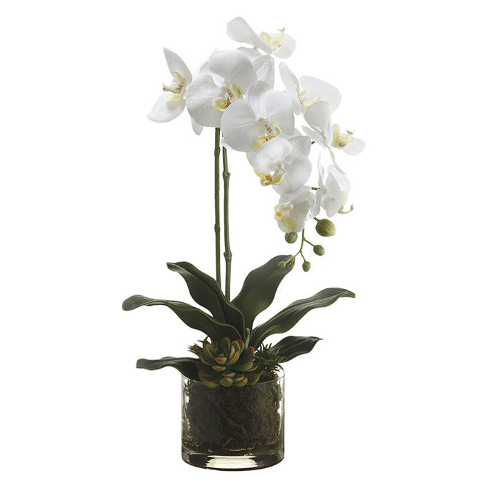 20" Phalaenopsis Orchid & Echeveria Silk Flower Arrangement -White/Yellow (pack of 4) - LFO542-WH/YE