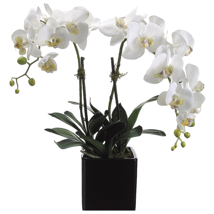 22" Phalaenopsis Orchid Silk Flower Arrangement -Cream/Yellow - LFO990-CR/YE