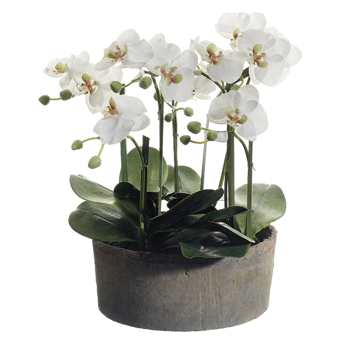 19" Handwrapped Phalaenopsis Orchid Silk Flower Arrangement -Cream/Green - LHO200-CR/GR