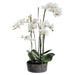 37" Handwrapped Phalaenopsis Orchid Silk Flower Arrangement -Cream/Green - LHO207-CR/GR
