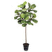 5'3" Fiddle Leaf Fig Silk Tree w/Pot -Green (pack of 2) - LPF170-GR