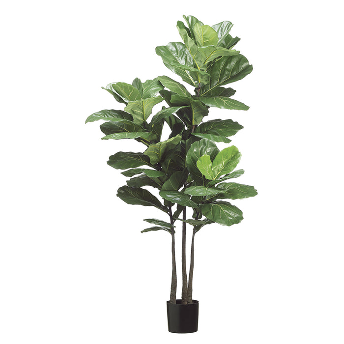 5'10" Fiddle Leaf Fig Silk Tree w/Pot -Green (pack of 2) - LPL239-GR