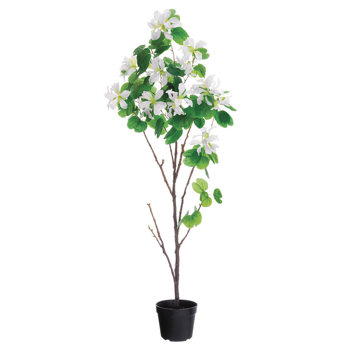 5'6" Bauhinia Flowering Silk Tree w/Pot -White - LTB140-WH