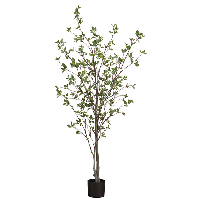 6' Cornus Silk Tree w/Pot -Green (pack of 2) - LTC322-GR