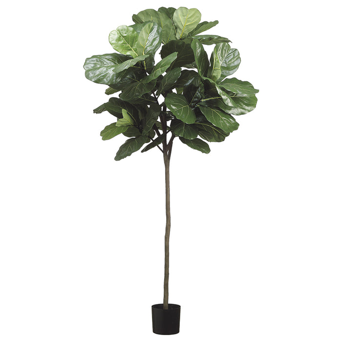 7' Fiddle Leaf Fig Silk Tree w/Pot -Green (pack of 2) - LTF257-GR