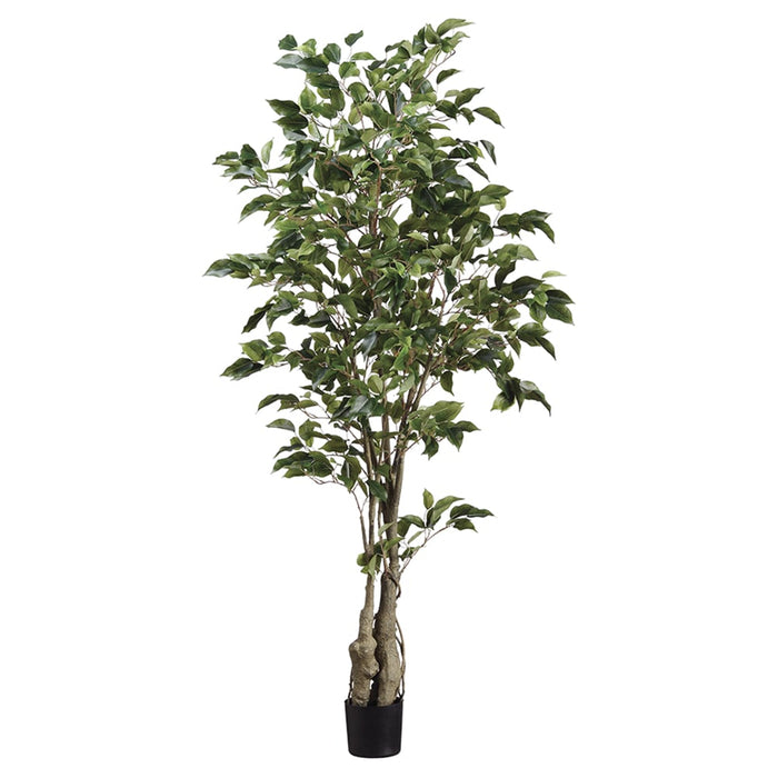 5' Ficus Silk Tree w/Pot -859 Leaves -Green (pack of 4) - LTF455-GR