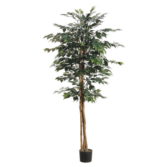 6' Ficus Silk Tree w/Pot -1,008 Leaves -Green (pack of 2) - LTF756-GR