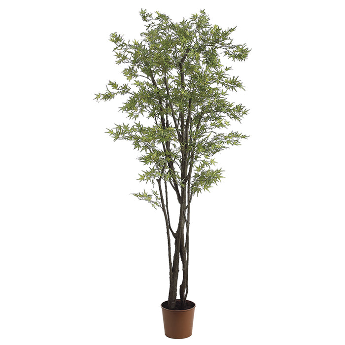 6' Mini Japanese Maple Silk Tree w/Pot (pack of 2) - LTM616-GR/BR