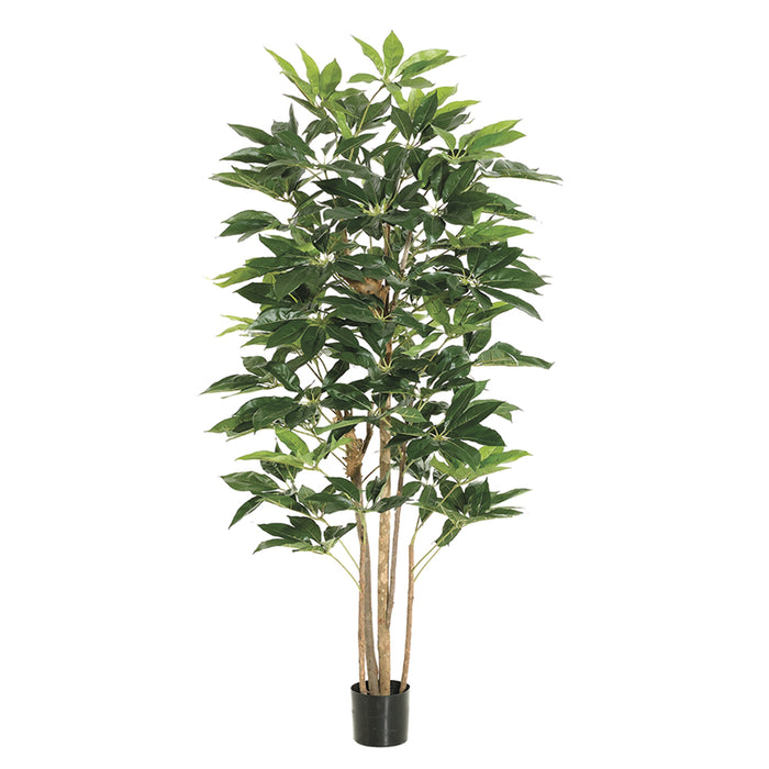 6' Schefflera Silk Tree w/Pot (pack of 2) - LTS106-GR