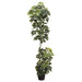 4'8" EVA Schefflera Wall Silk Tree w/Pot -Green (pack of 4) - LTS794-GR