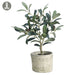 1' Olive Silk Tree w/Clay Pot -Green/Burgundy (pack of 6) - LVO112-GR/BU