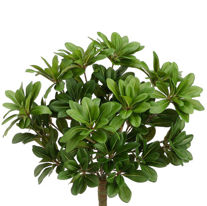 16" Pittosporum Silk Plant -384 Leaves -Green (pack of 6) - PBP571-GR
