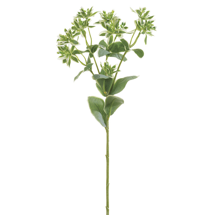 18.5" Euphorbia Silk Stem -Variegated (pack of 36) - PSE004-VG