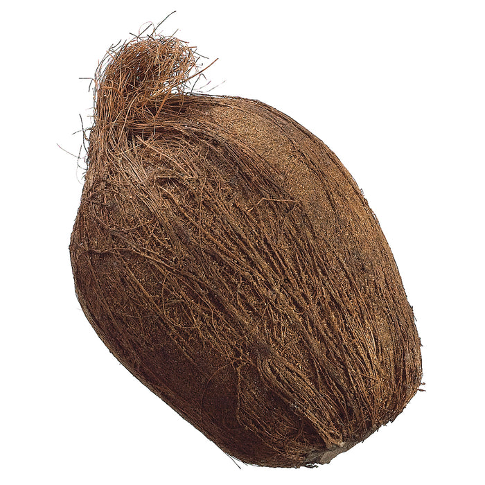 7" Artificial Weighted Coconut -Brown (pack of 6) - VQC246-BR
