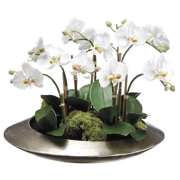 14"Hx19"W Phalaenopsis Orchid & Sedum Silk Flower Arrangement -White - WF1869-WH