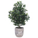 3'9" Olive Silk Tree w/Cement Planter -Green - WP7966-GR
