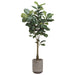 5'6" Fiddle Leaf Fig Silk Tree w/Fiber Cement Planter -Green - WT4921-GR