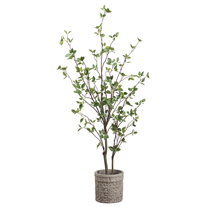5' Cornus Silk Tree w/Terra Cotta Planter -Green - WT4998-GR