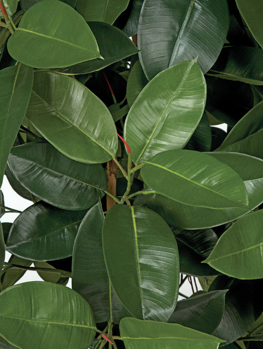 6' Rubber Silk Tree w/Pot & Air Roots -Green - W2370