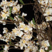 6'6" Cherry Blossom Flower Silk Tree w/Pot -Cream/White - W15002-0
