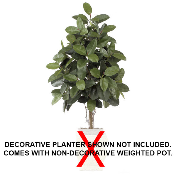 6' Rubber Silk Tree w/Pot & Air Roots -Green - W2370