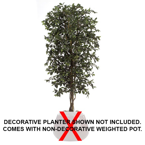 6'6" Ficus Silk Tree w/Pot -2,700 Leaves -Green - W50020