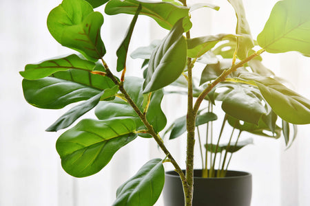 Are Fake Plants Bad Feng Shui? Separating Fact from Fiction