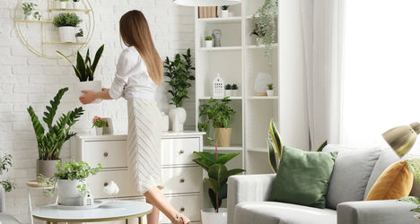 How To Choose the Best Silk Plantss