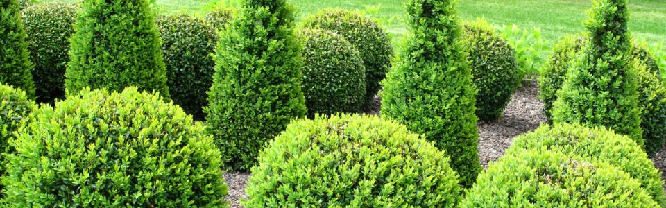 How Do You Plant Artificial Topiary Trees? A Step-by-Step Guide