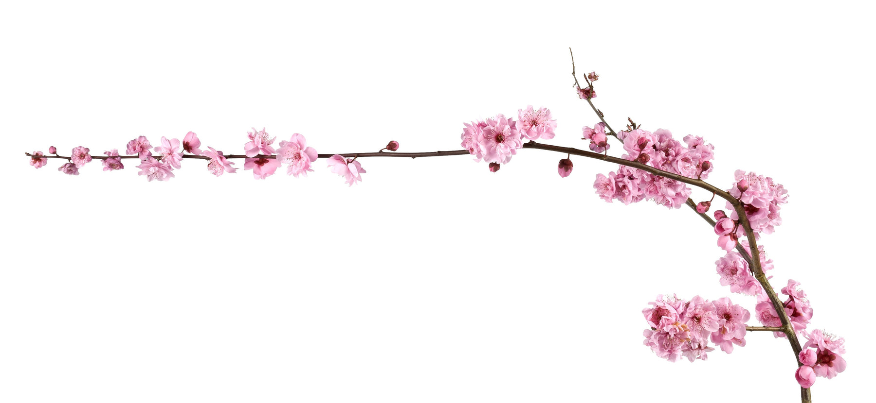 Why are they Called 'Silk' Flowers and 'Silk' Plants | SilksAreForever.com