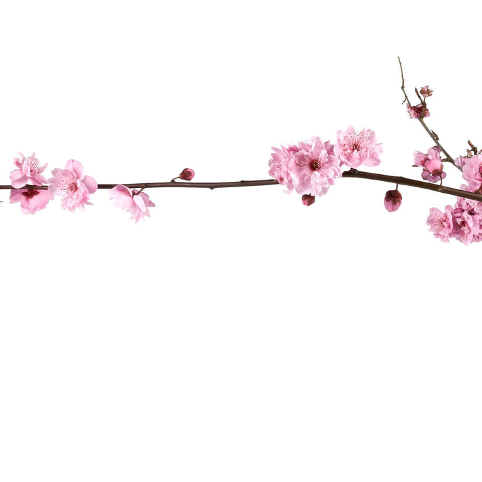 Why are they Called 'Silk' Flowers and 'Silk' Plants | SilksAreForever.com