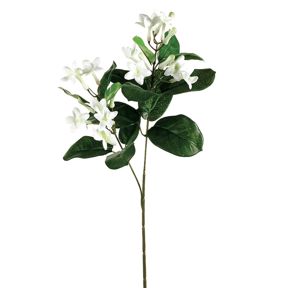 Stephanotis Stem