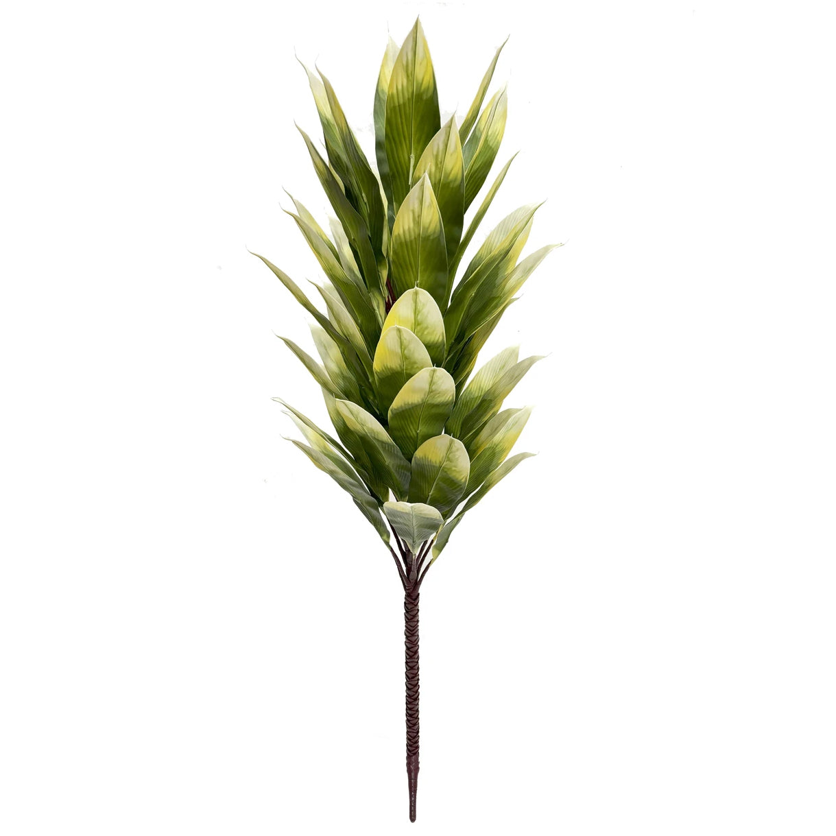 Rhapis Palm Trees