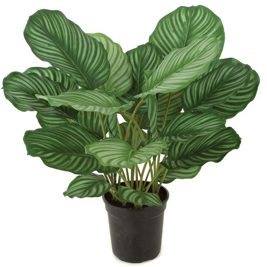 Tropical Foliage Plants